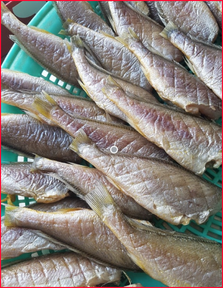 (영광화성굴비)법성포 영광굴비 국내산 손질(두절)굴비 1kg 내장,비늘 제거