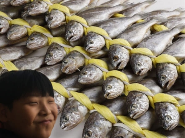  (주영광굴비) *여름 보양 기획*국내산 법성포 영광굴비 가정용 실속 굴비 선물세트 40미 20미