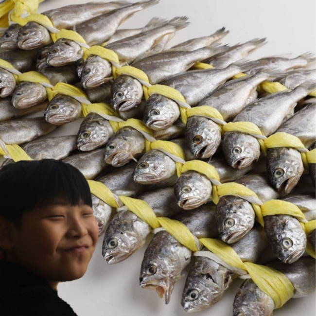 (주영광굴비) 국내산 법성포 영광굴비 가정용 수협수매 선물 굴비세트 40미 20미
