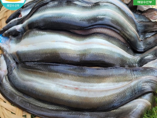 (애만장어) 국내산 무항생제 민물장어 1kg 