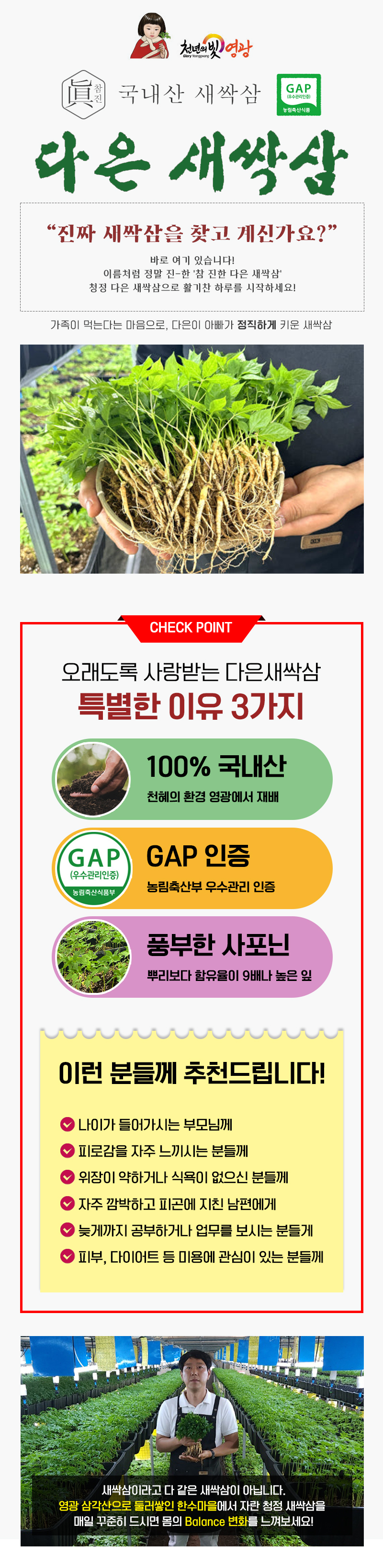 (다은새싹삼) 영광 다은 새싹삼 업소용 미니100뿌리 (일반포장)
