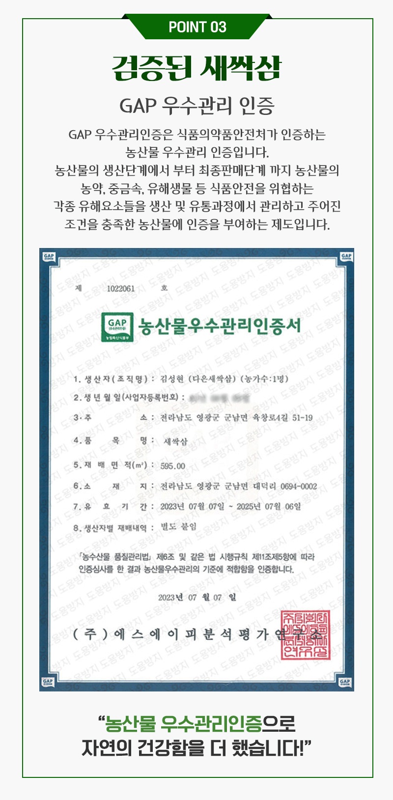 (다은새싹삼) 영광 다은 새싹삼 업소용 미니100뿌리 (일반포장)
