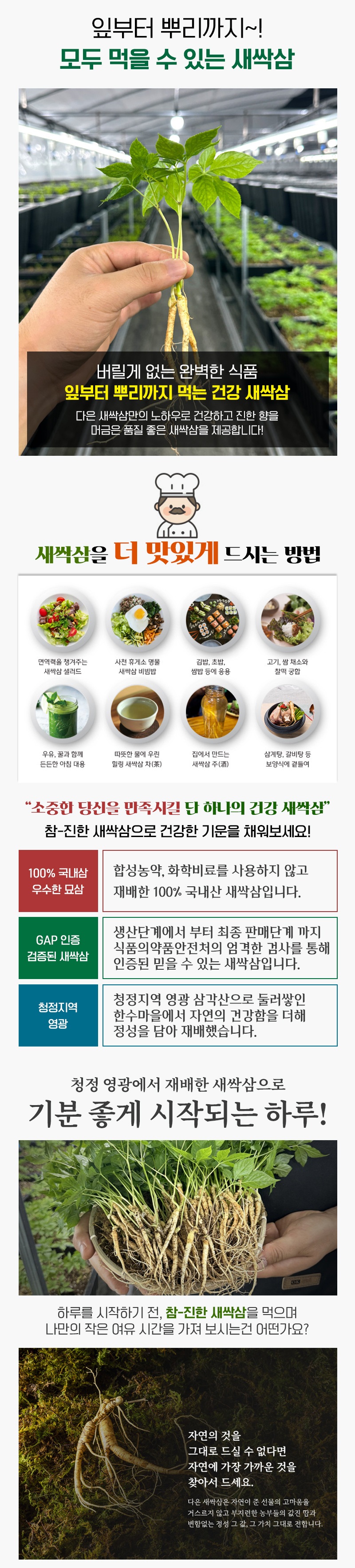 (다은새싹삼) 영광 다은 새싹삼 업소용 미니100뿌리 (일반포장)