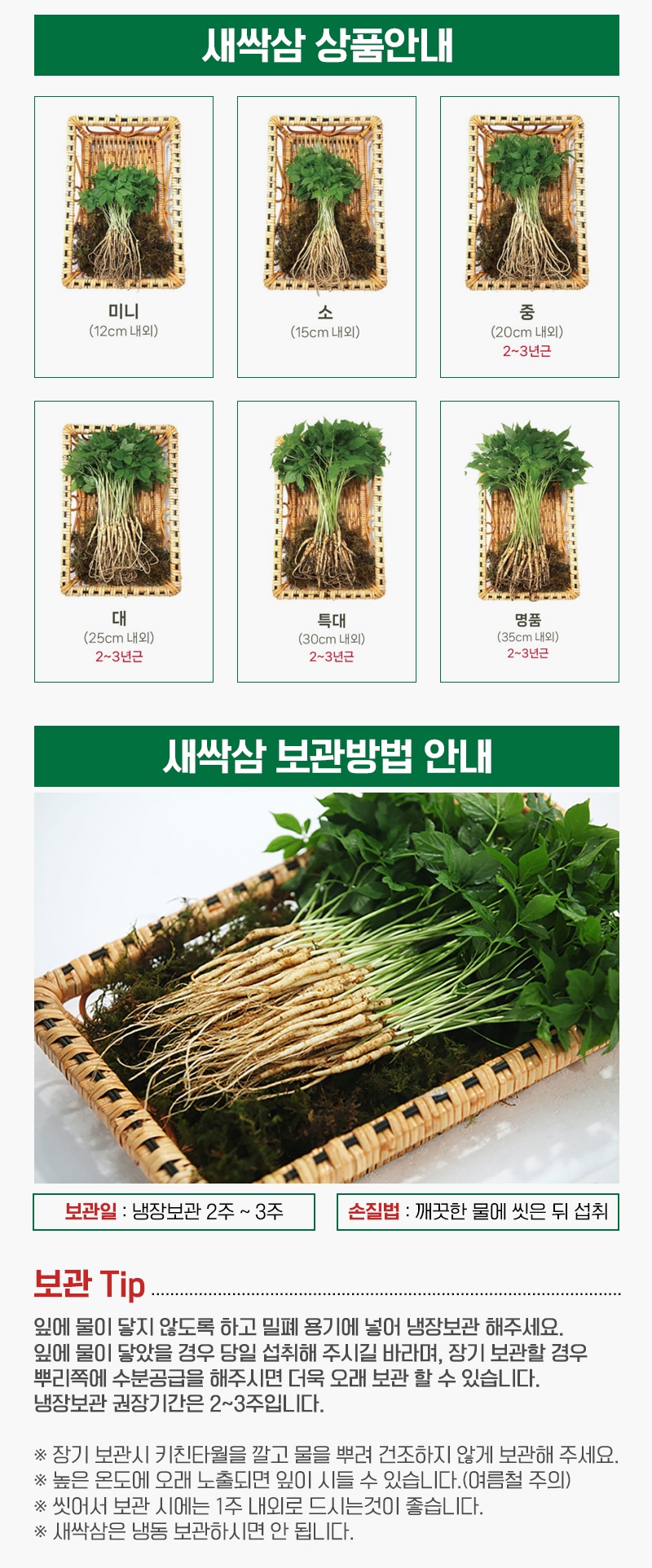 (다은새싹삼) 영광 다은 새싹삼 업소용 미니100뿌리 (일반포장)