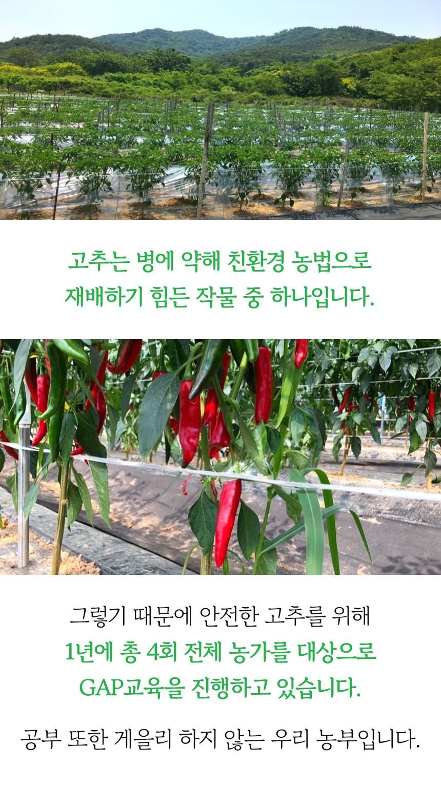 (고추마을) [24년산 국내산 햇고추] 일편단심 태양초 햇고춧가루 500G 한근