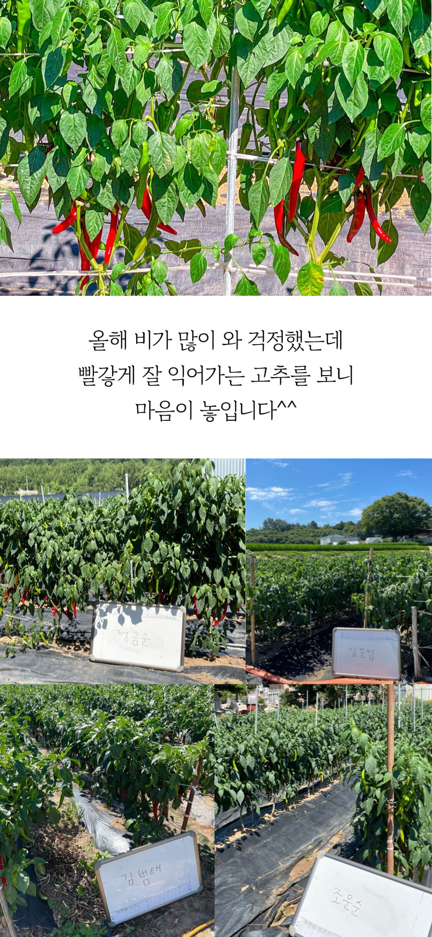 (고추마을) [24년산 국내산 햇고추] 일편단심 태양초 햇고춧가루 500G 한근