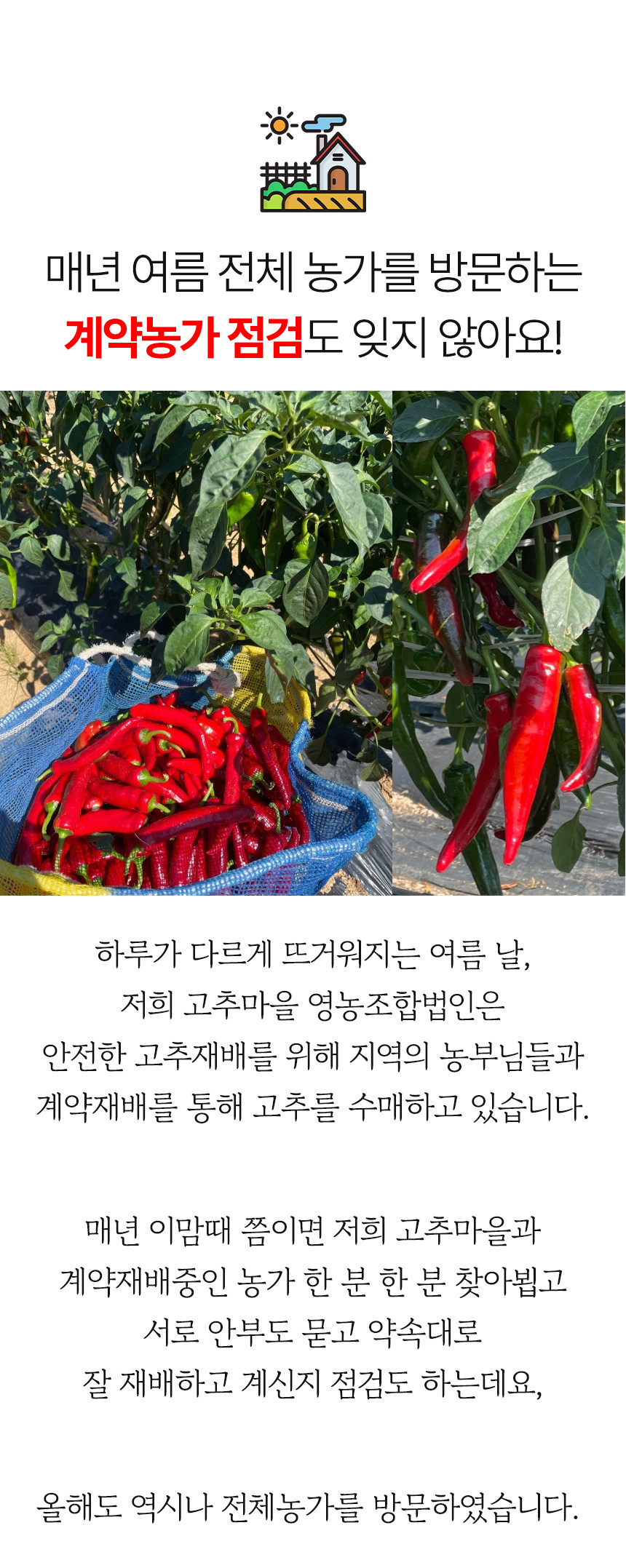 (고추마을) [24년산 국내산 햇고추] 일편단심 태양초 햇고춧가루 500G 한근
