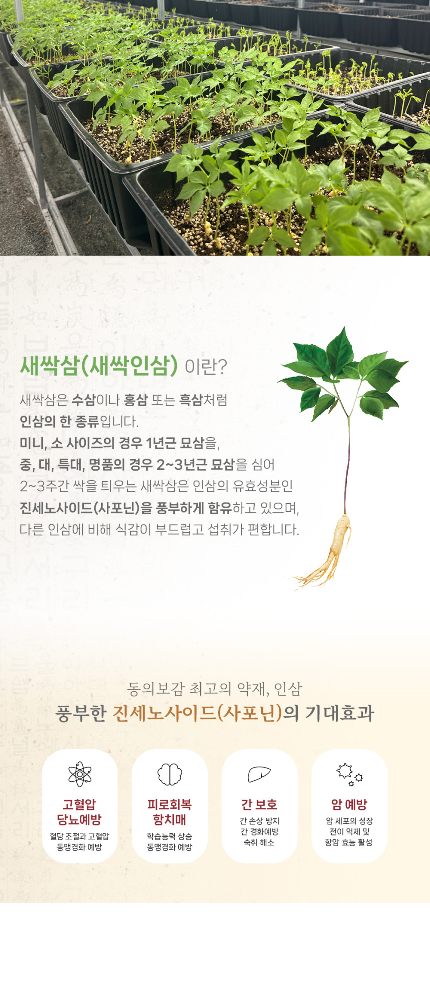 (다은새싹삼) 새싹삼  미니 30뿌리 새싹 인삼 깨끗한 식당용 카페용 가정용 선물용