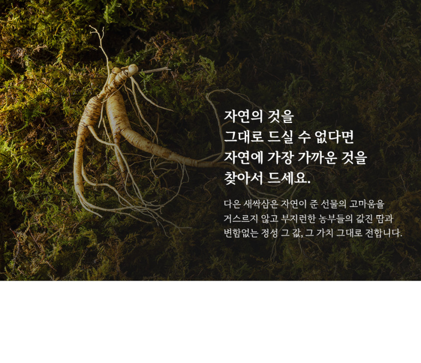 (다은새싹삼) 새싹삼  미니 30뿌리 새싹 인삼 깨끗한 식당용 카페용 가정용 선물용