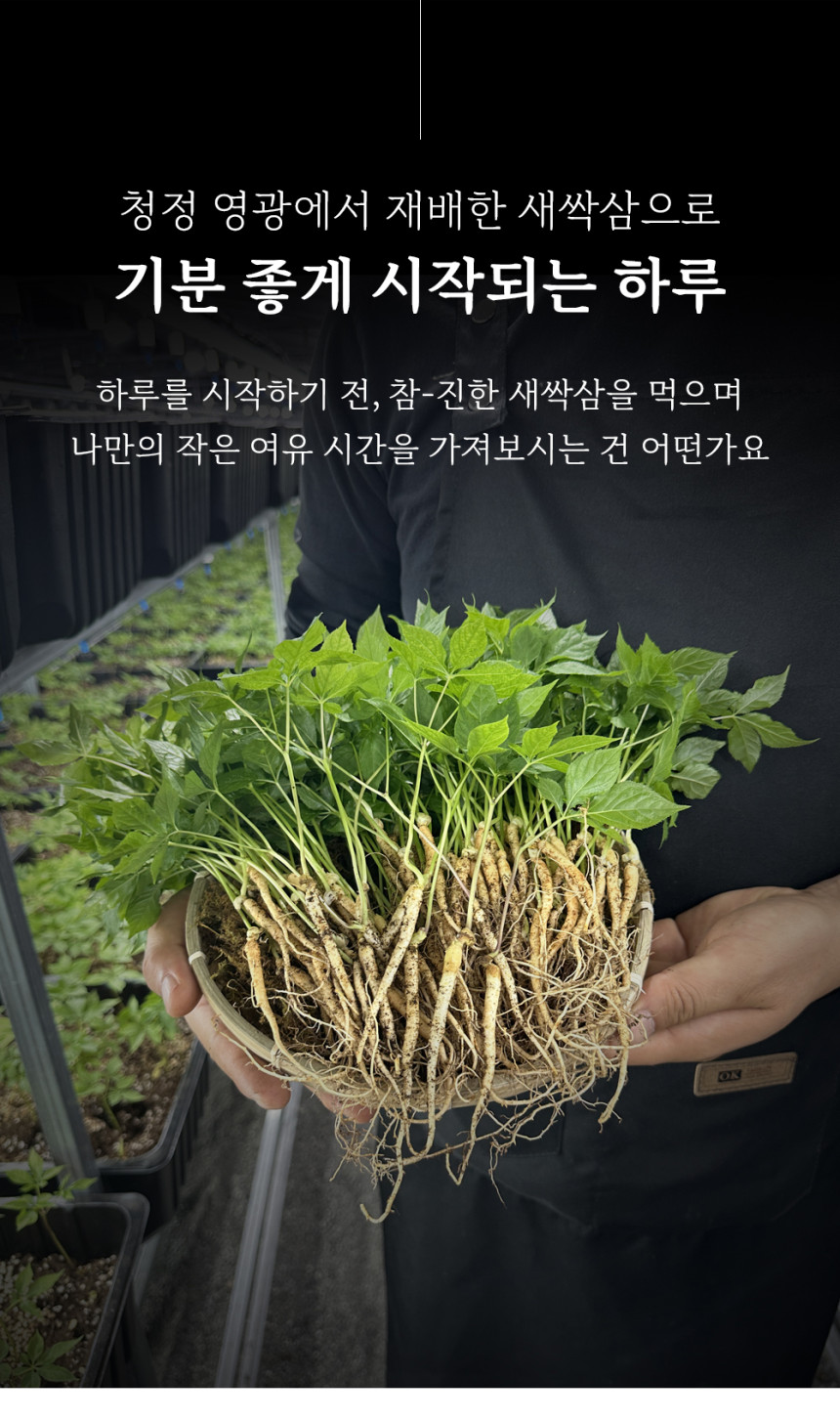 (다은새싹삼) 새싹삼  미니 30뿌리 새싹 인삼 깨끗한 식당용 카페용 가정용 선물용